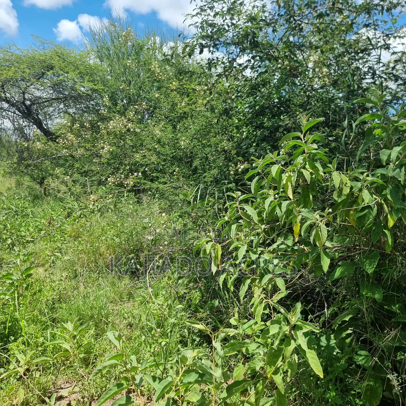 30 Acres Mashuru in Imaroro