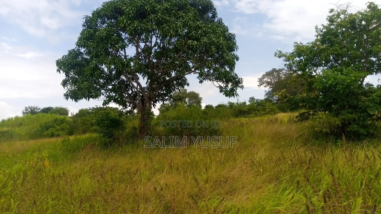 Land on Sale Kwale Kundutsi 7 Ares 950 Per Acre in Tsimba Golini