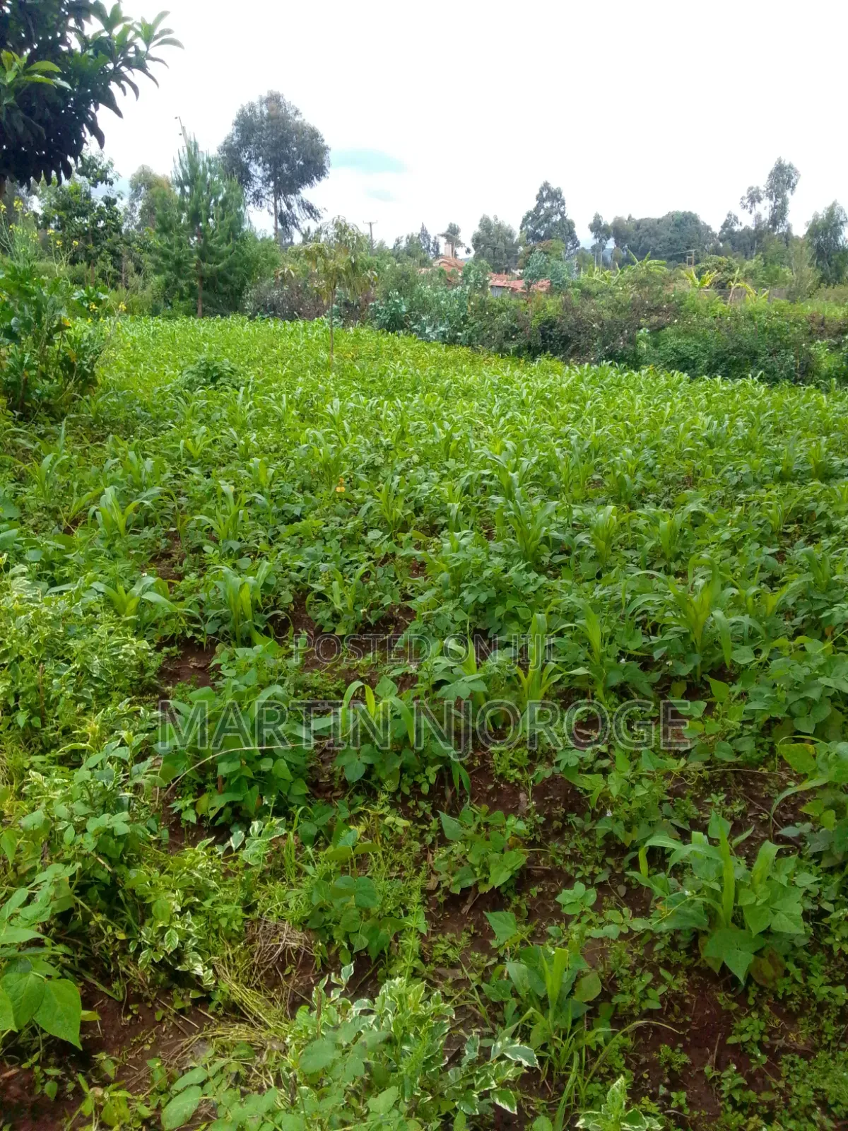 2 Acres Kinale, Soko Mjinga Area in Kinale