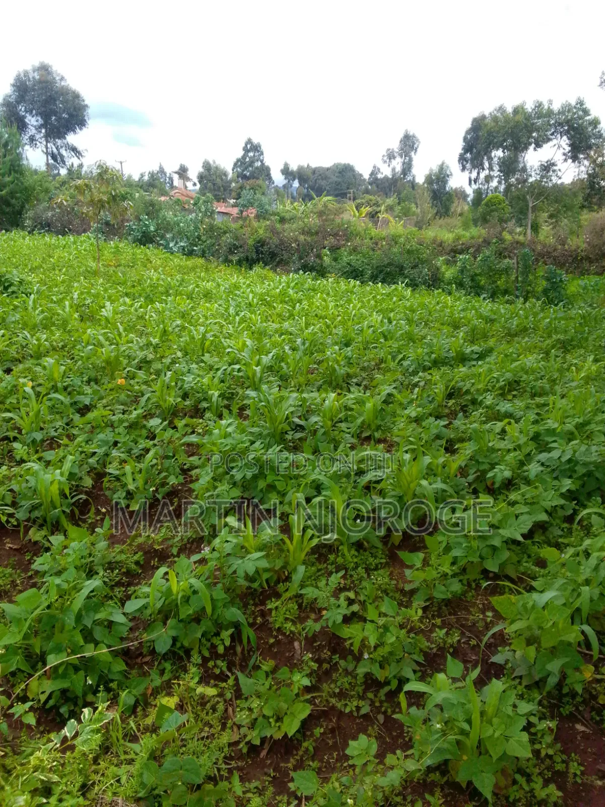 2 Acres Kinale, Soko Mjinga Area in Kinale