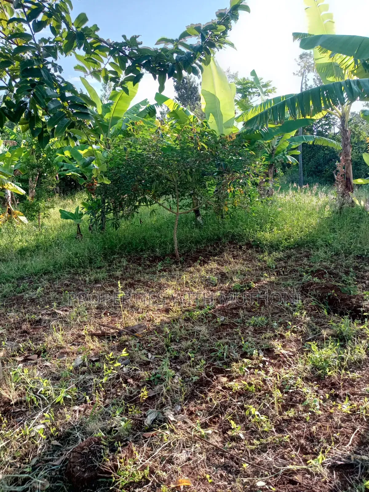1/2 Acre for Sale in Gatarwa, Kagio. in Mutithi