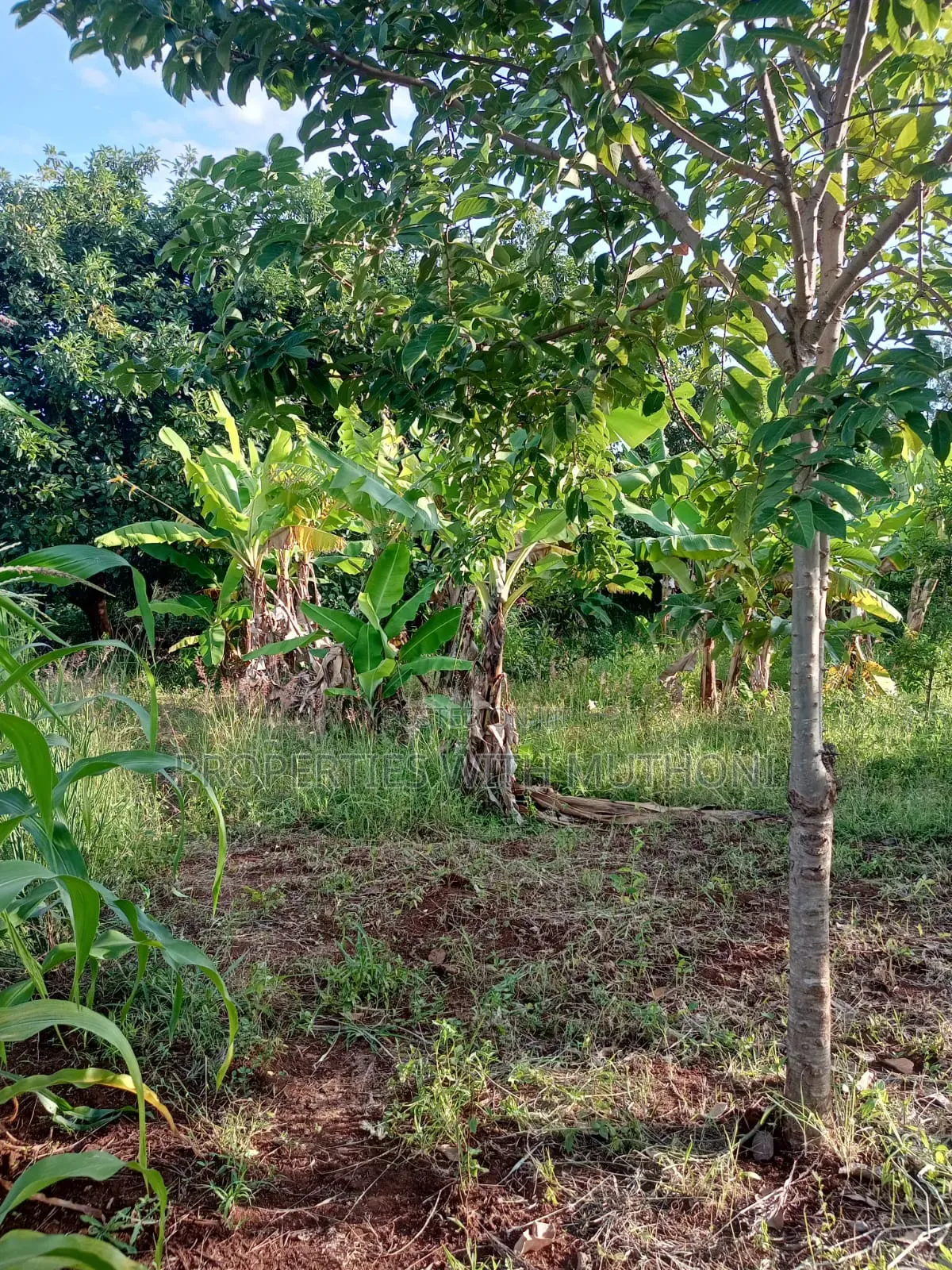 1/2 Acre for Sale in Gatarwa, Kagio. in Mutithi