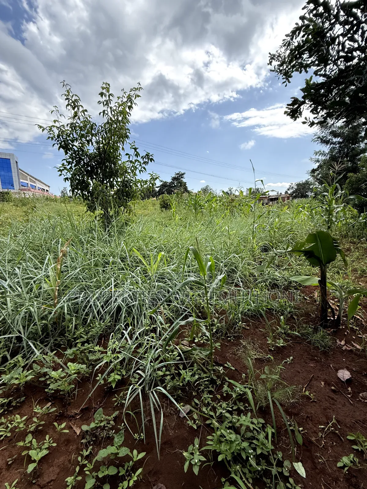 1/2 Acre Land for Sale in Gatuto, Kirinyaga County. in Murinduko