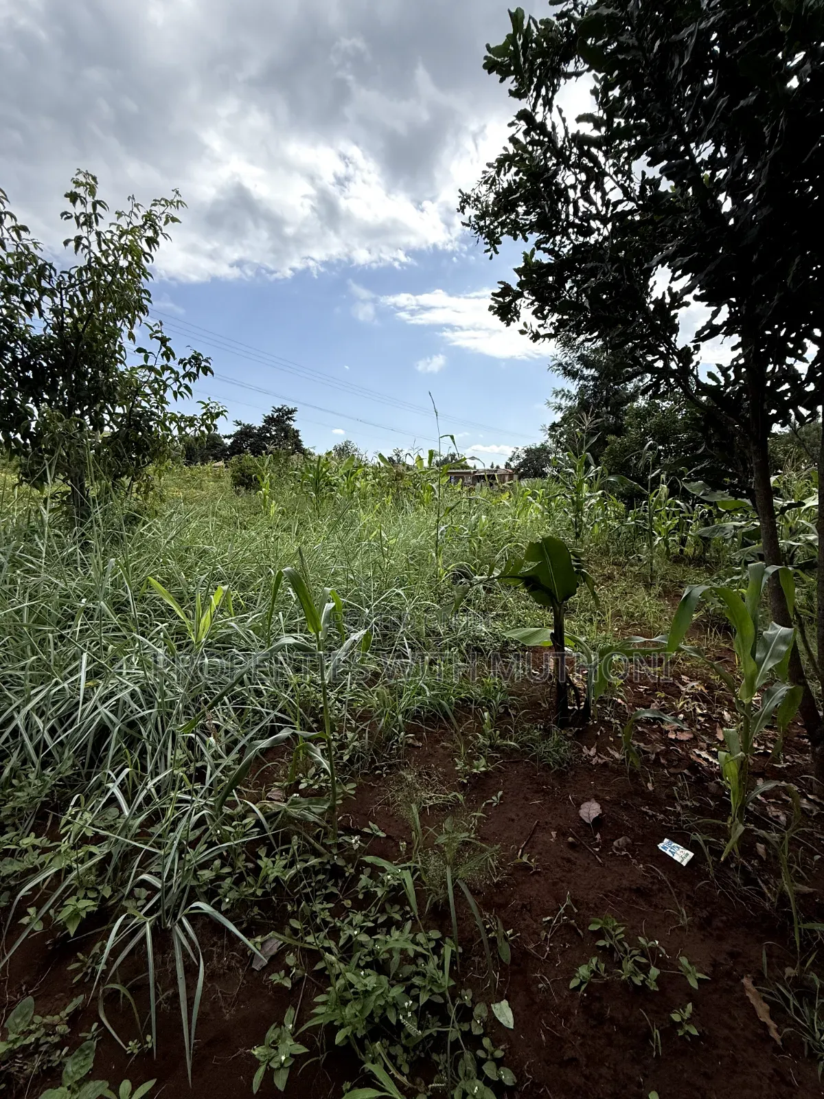 1/2 Acre Land for Sale in Gatuto, Kirinyaga County. in Murinduko