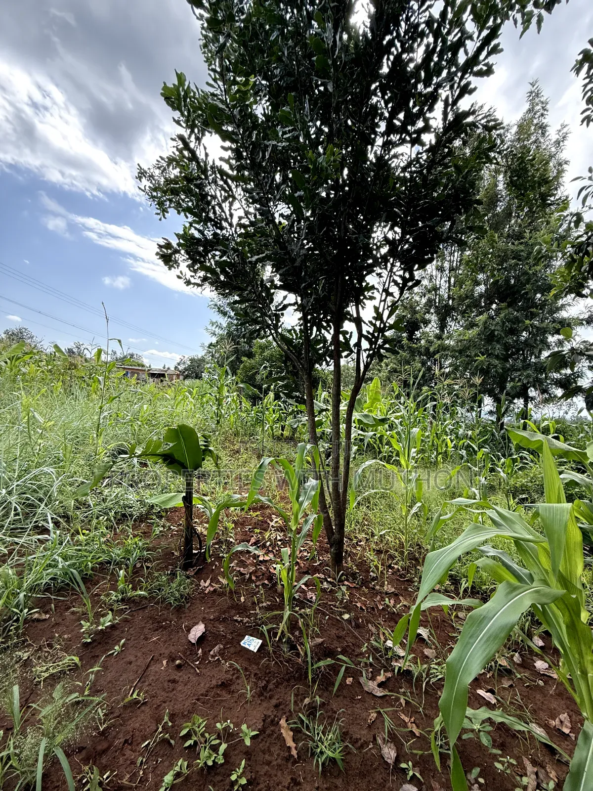 1/2 Acre Land for Sale in Gatuto, Kirinyaga County. in Murinduko