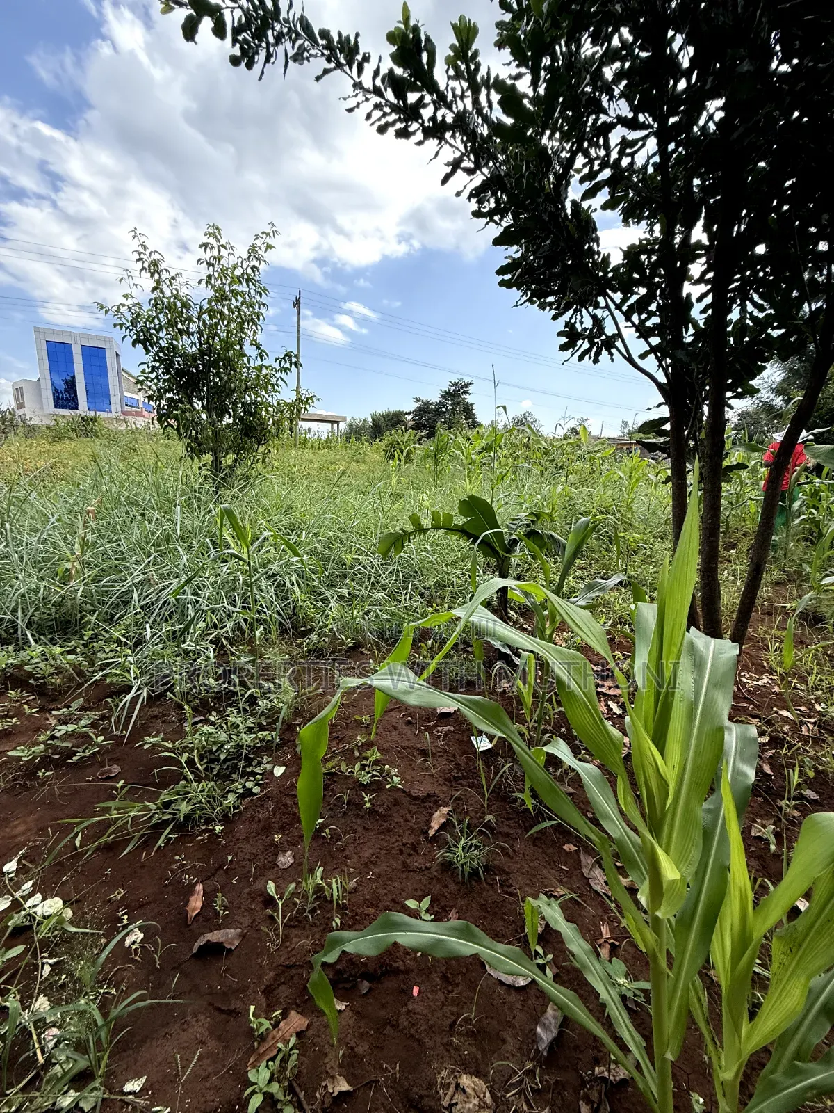 1/2 Acre Land for Sale in Gatuto, Kirinyaga County. in Murinduko