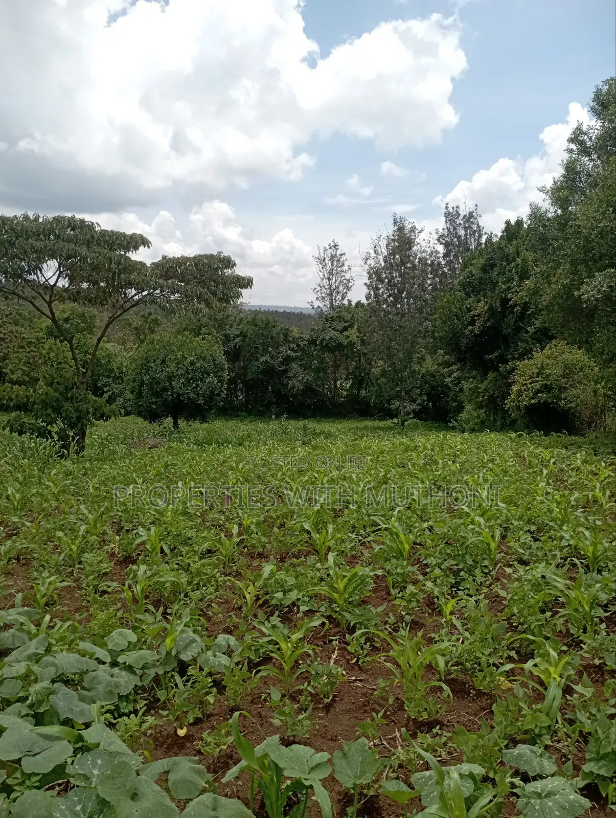 3/4 Acre for Sale in Olkeri, Karen West. in Ol Keri