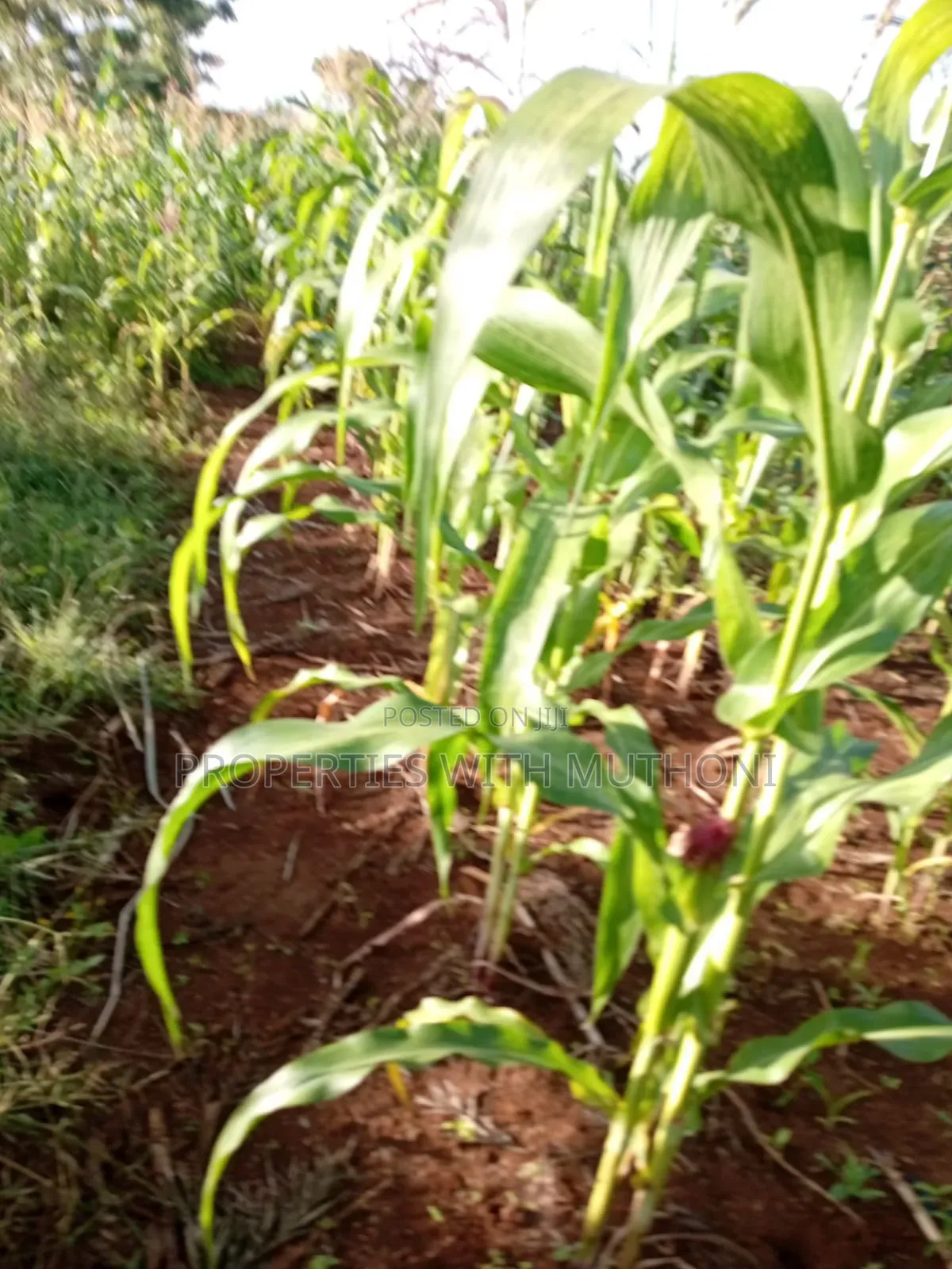 50×100 Plot for Sale in Kimica, Njegas, Kirinyaga. in Murinduko