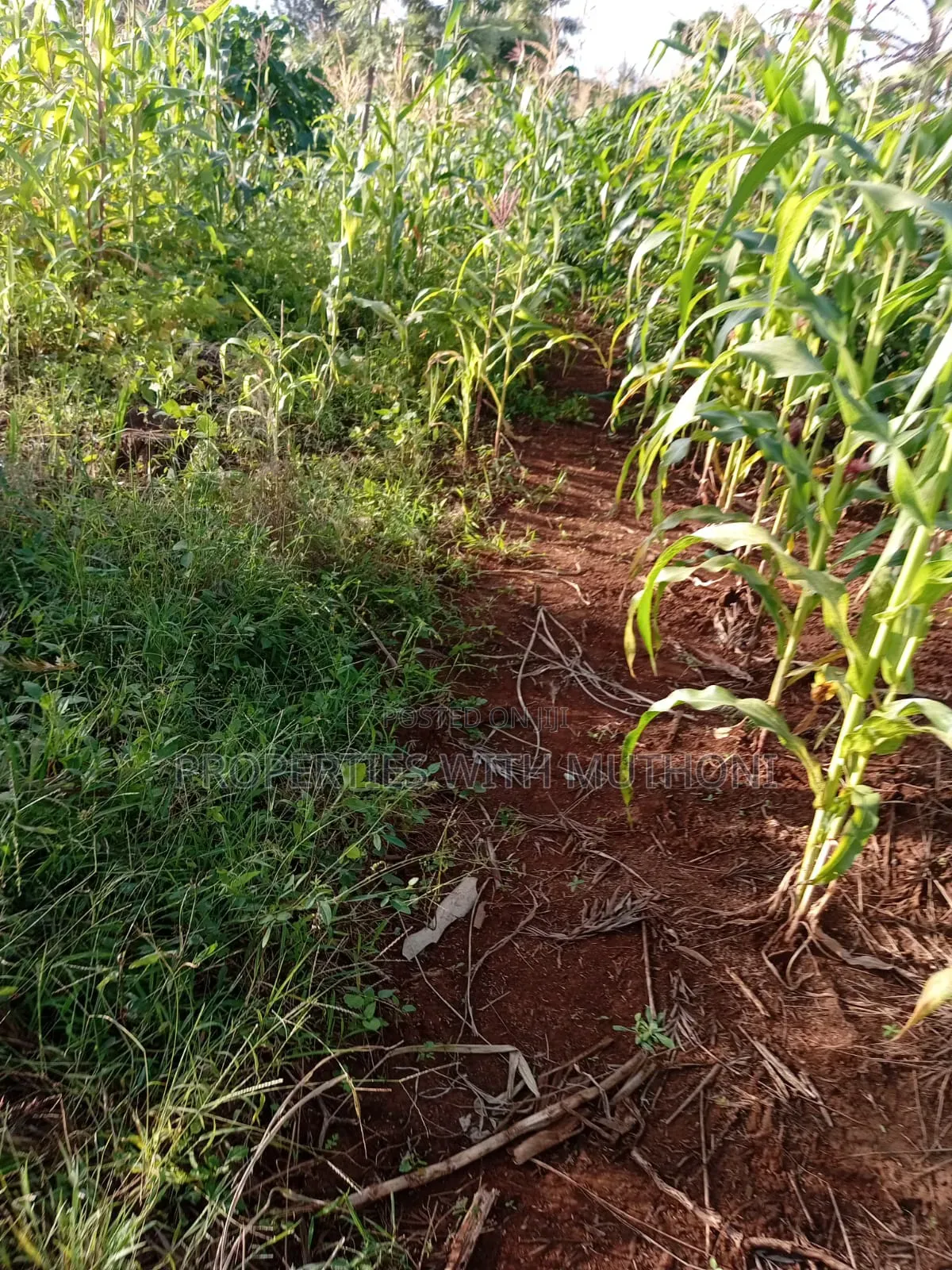 50×100 Plot for Sale in Kimica, Njegas, Kirinyaga. in Murinduko