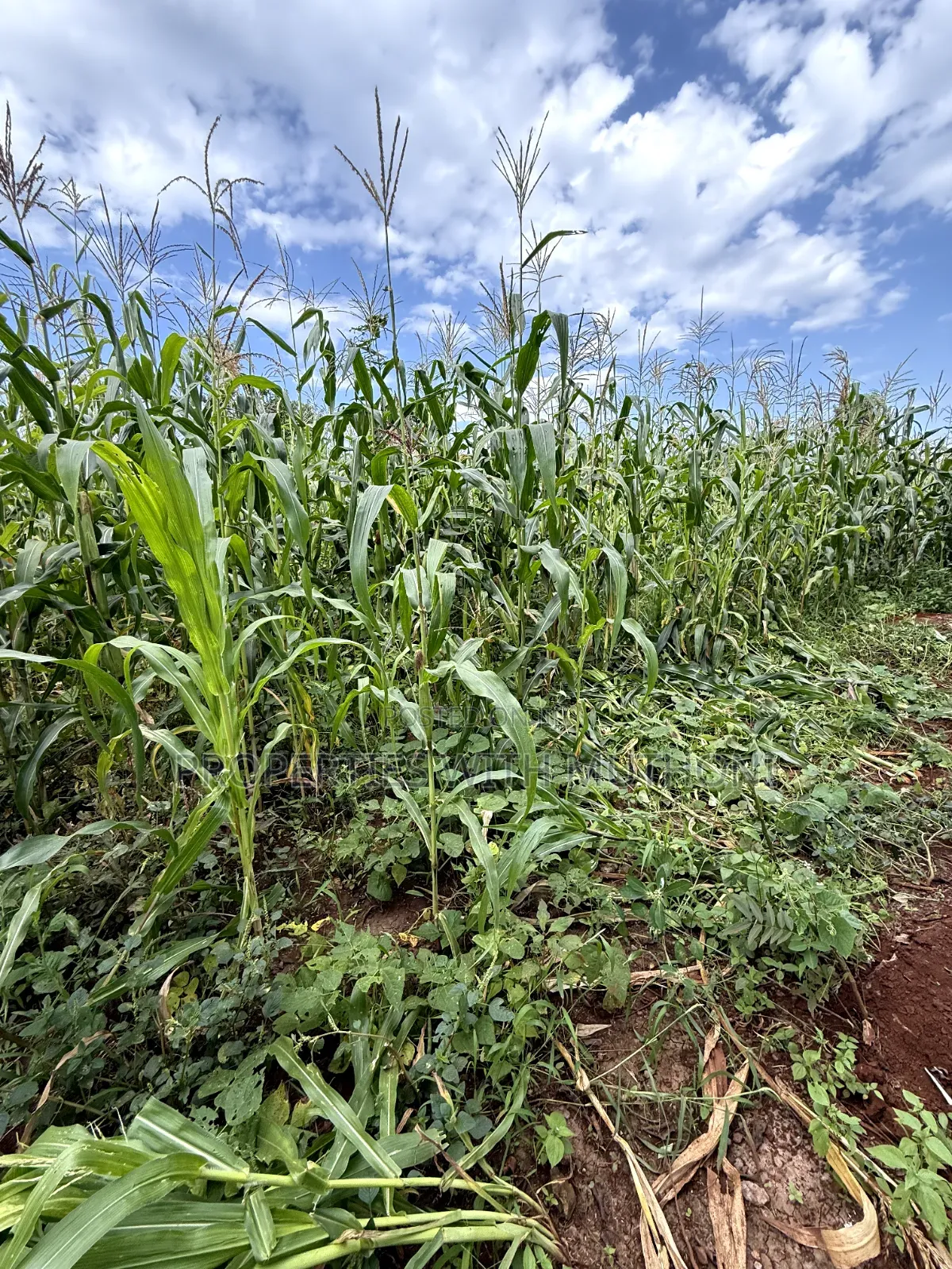 50×100 Plot for Sale in Kimica, Njegas, Kirinyaga. in Murinduko