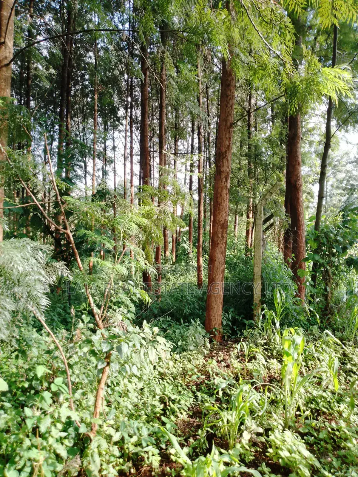 Kitusuru Land Sale in Kitisuru