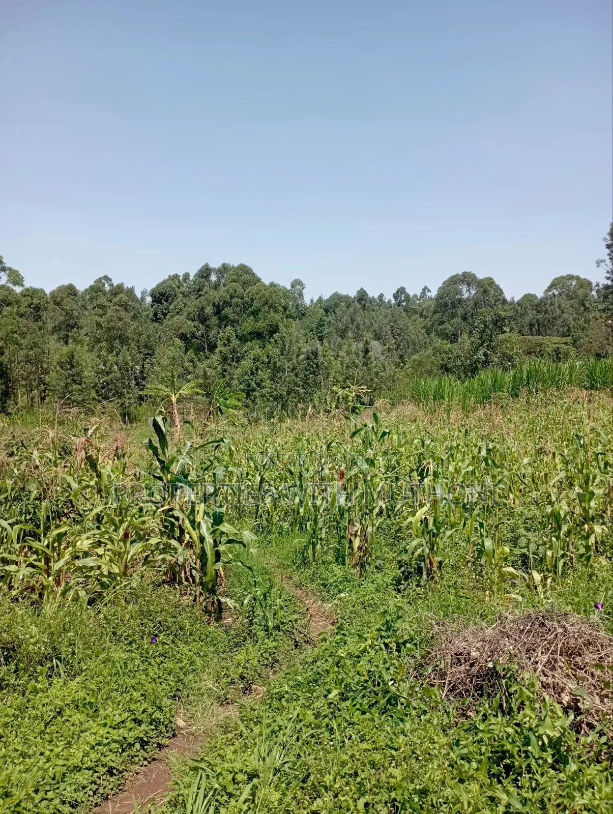 1/2 Acre Land for Sale in Olkeri, Karen West. in Olkeri