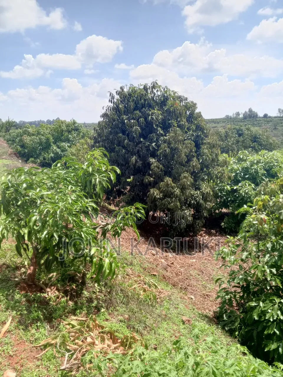 460 Acres of Land in Nakuru With Ready Hass Ovacados 150 Acres Mature in Salgaa