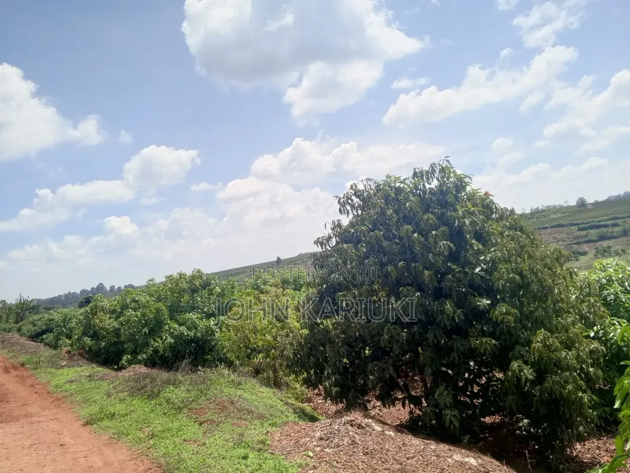 460 Acres of Land in Nakuru With Ready Hass Ovacados 150 Acres Mature in Salgaa