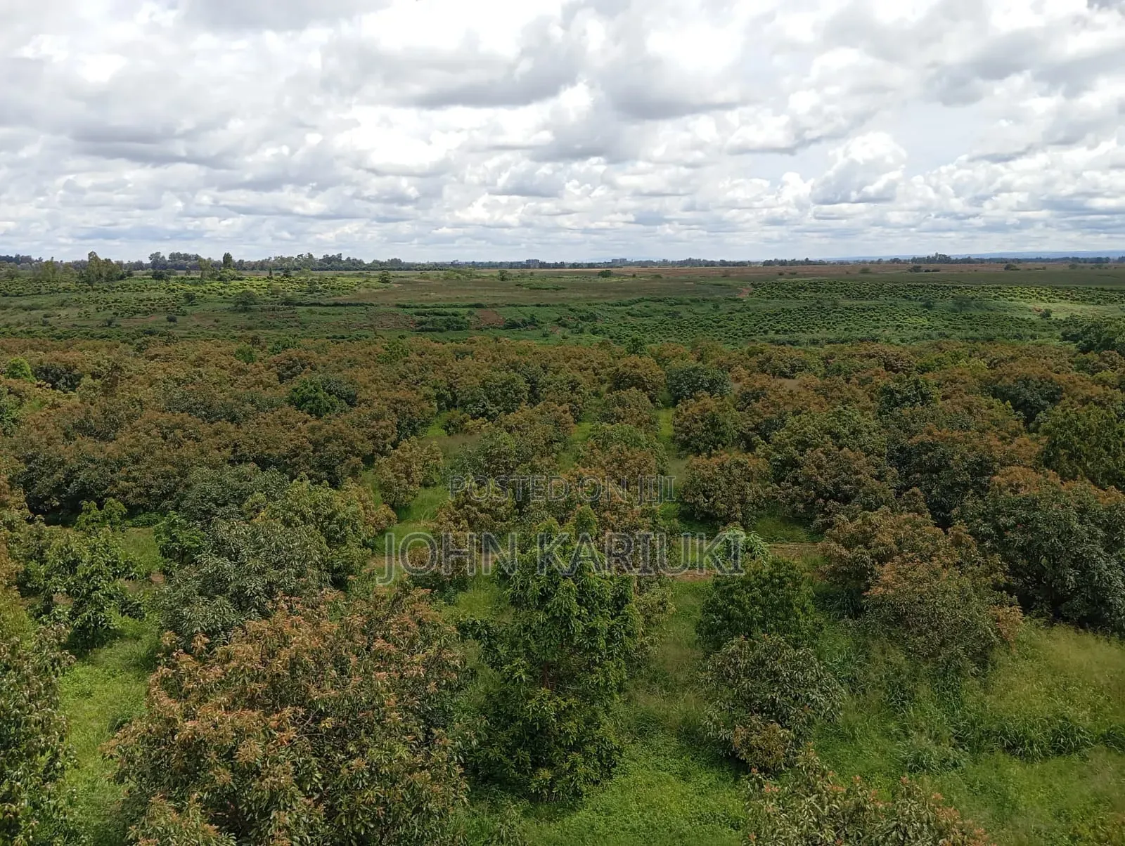 A 225 Acres Land With:- Avocado Plantation in Muranga Covering 170 A in Gatanga