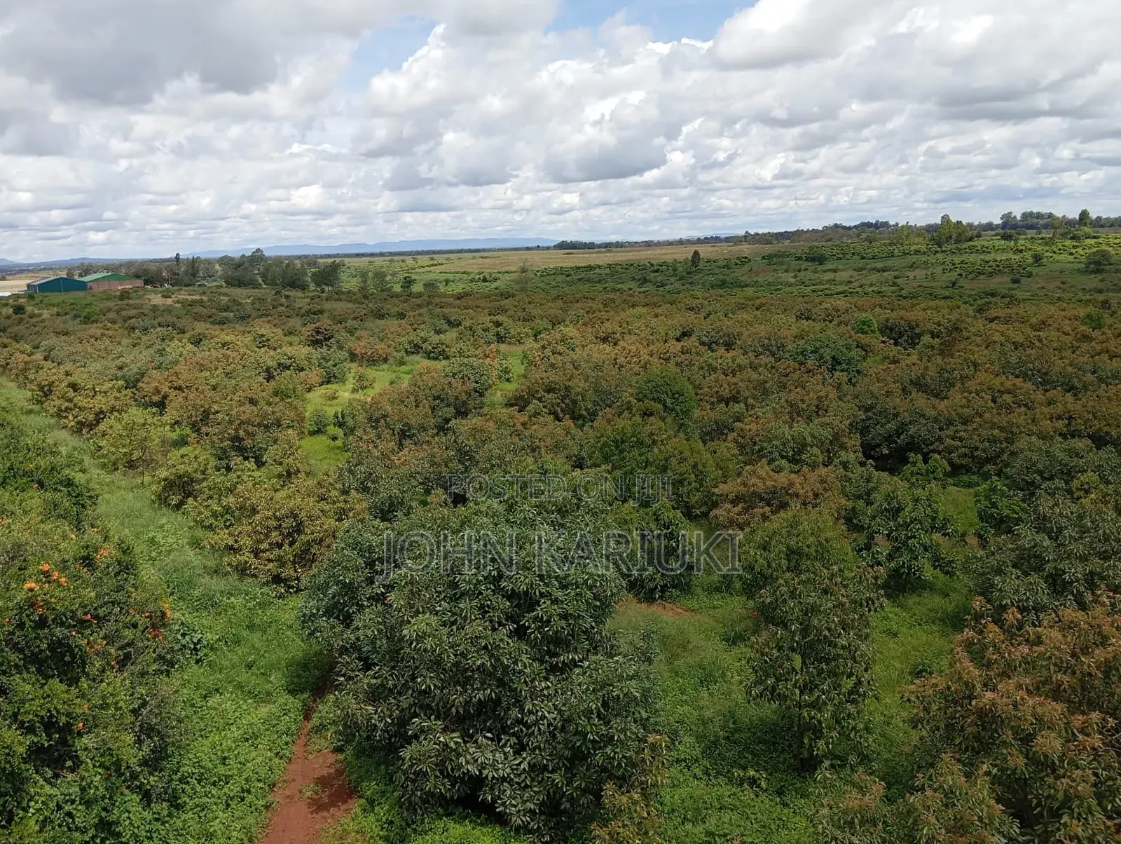 A 225 Acres Land With:- Avocado Plantation in Muranga Covering 170 A in Gatanga