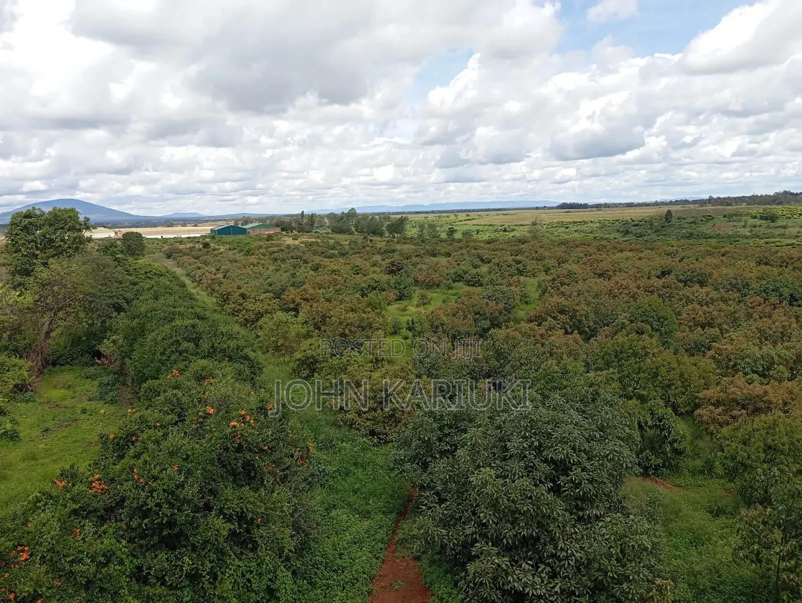 A 225 Acres Land With:- Avocado Plantation in Muranga Covering 170 A in Gatanga