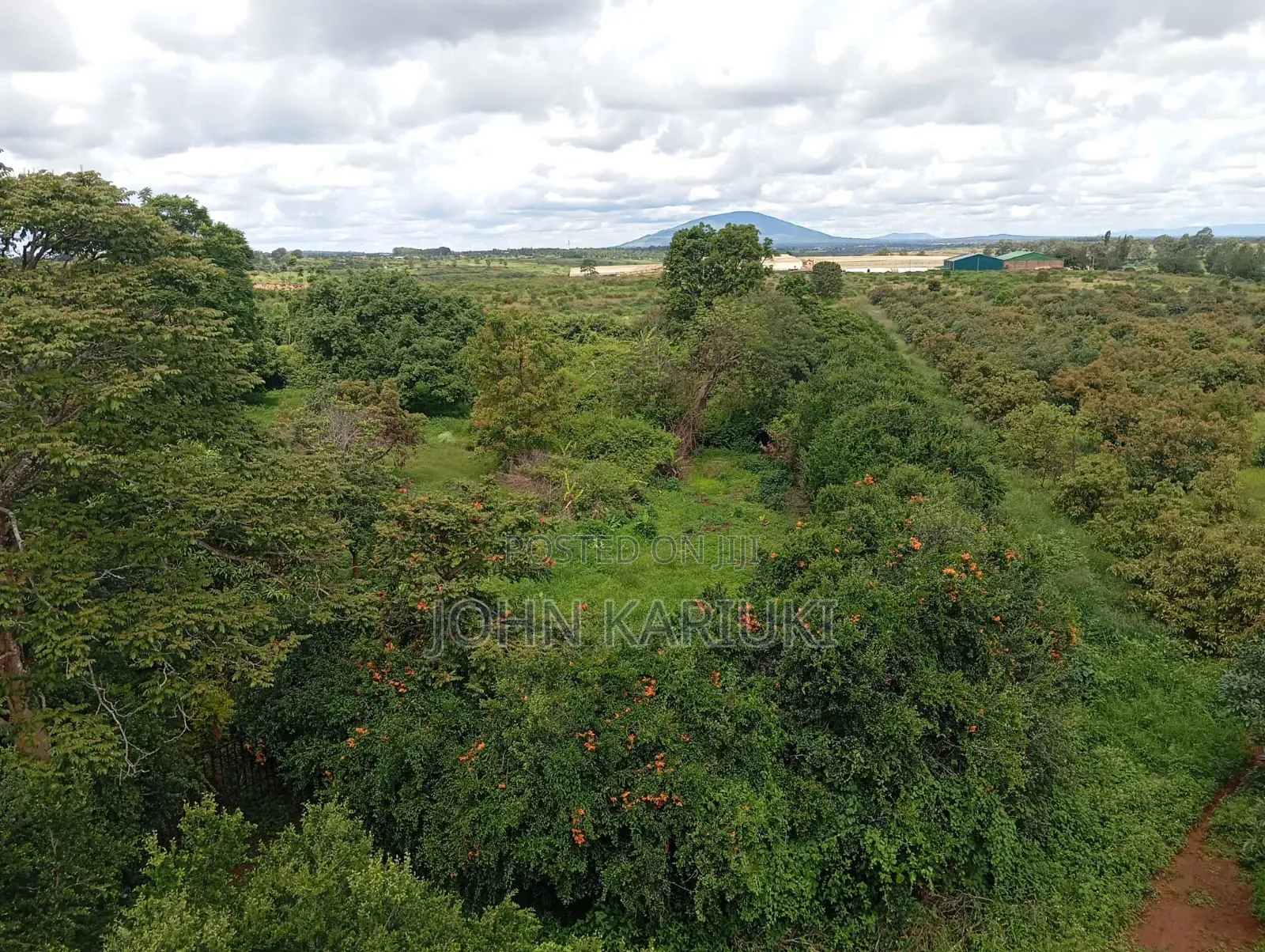 A 225 Acres Land With:- Avocado Plantation in Muranga Covering 170 A in Gatanga