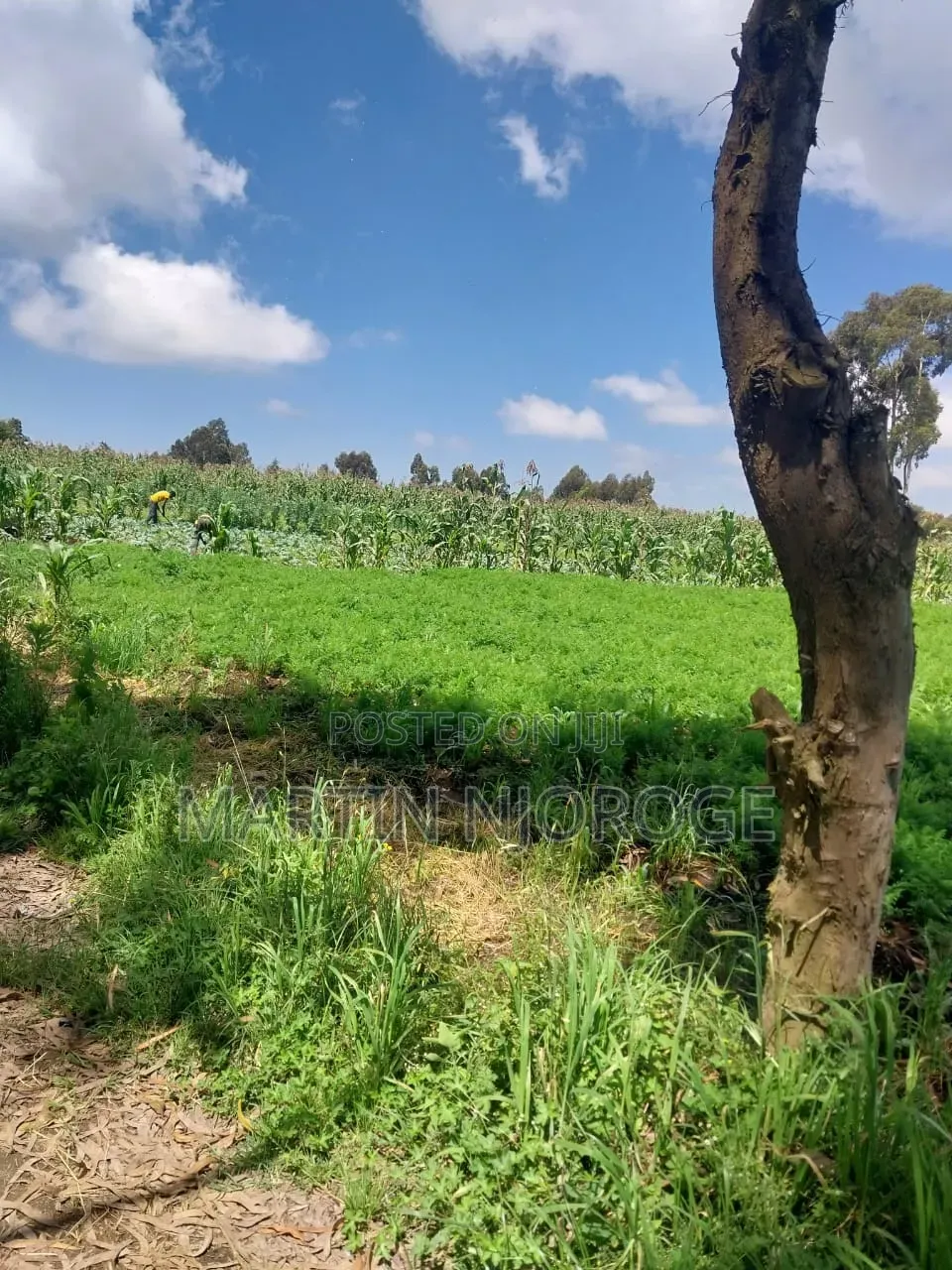 1⁄2 Acre Heni, South Kinangop Off Njabini/ Fryover Rd in Magumu