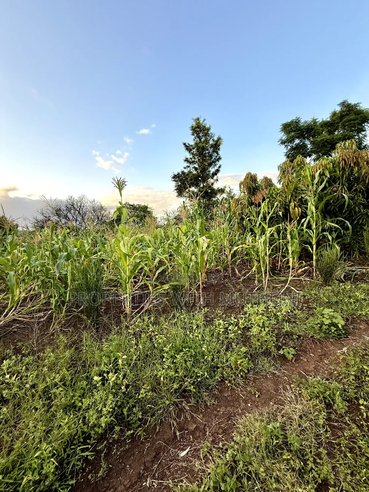 1/4 Acre Plots for Sale in Kinyaga, Kirinyaga County. in Mutithi