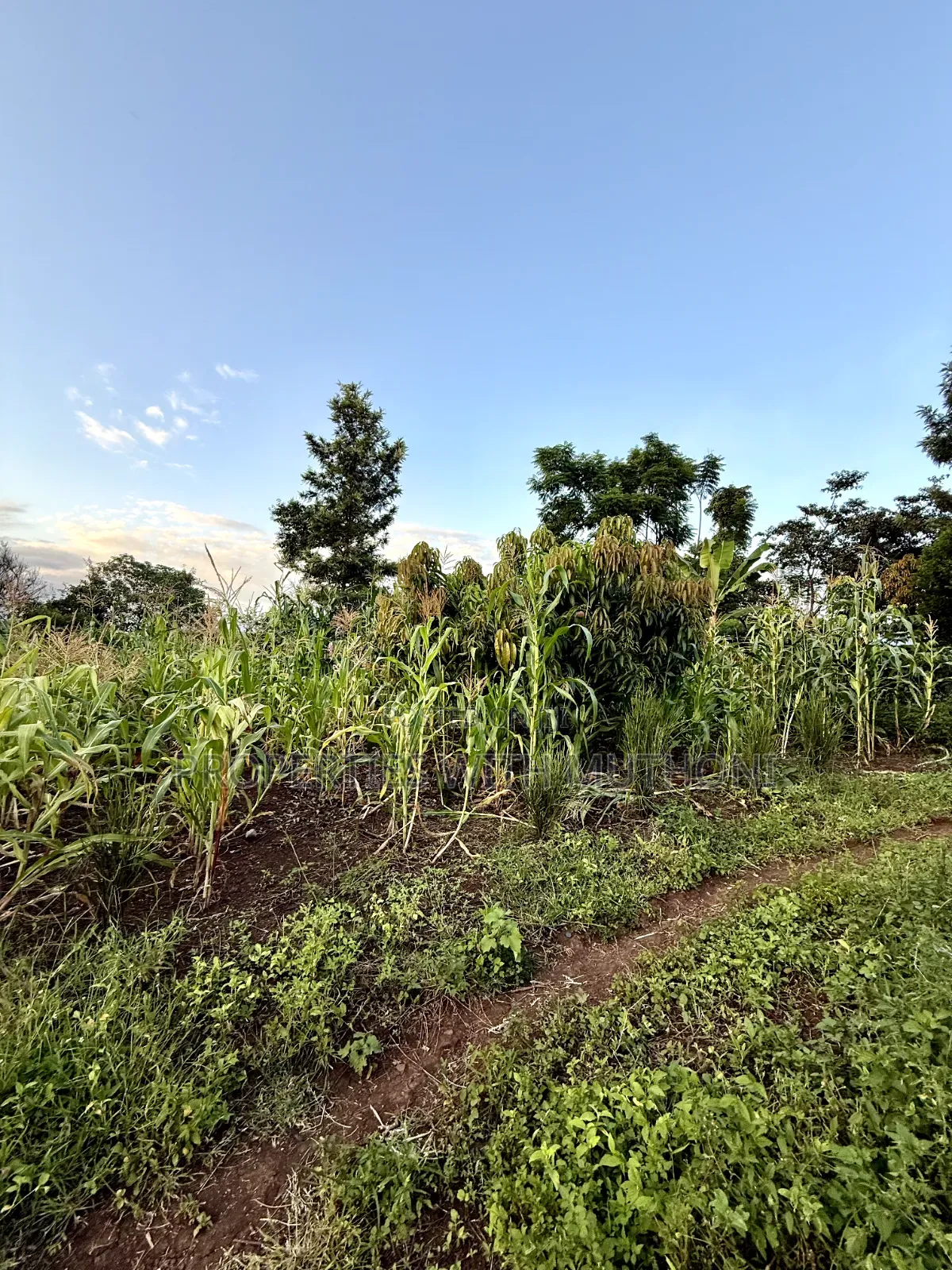 1/4 Acre Plots for Sale in Kinyaga, Kirinyaga County. in Mutithi