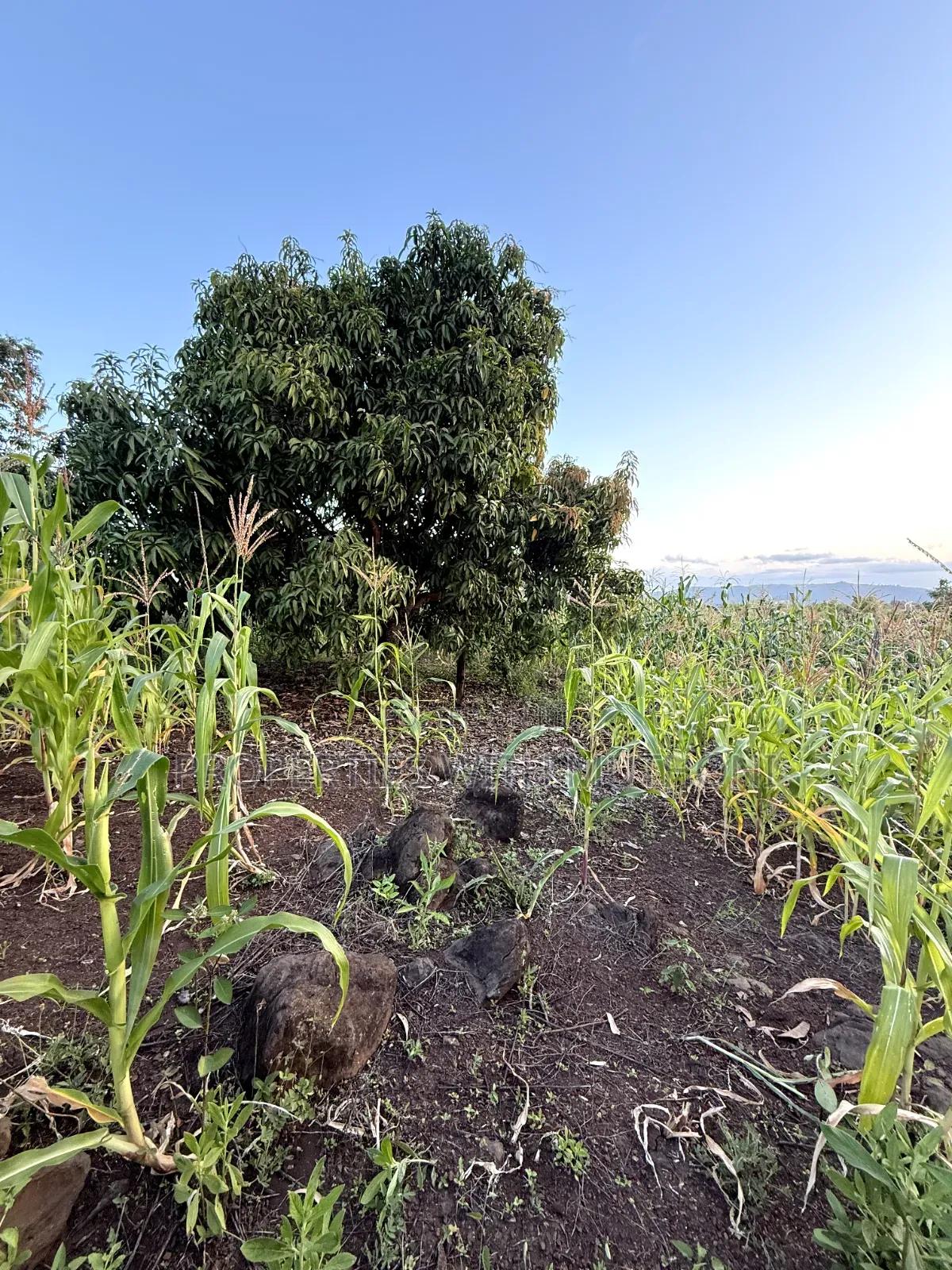 1/4 Acre Plots for Sale in Kinyaga, Kirinyaga County. in Mutithi