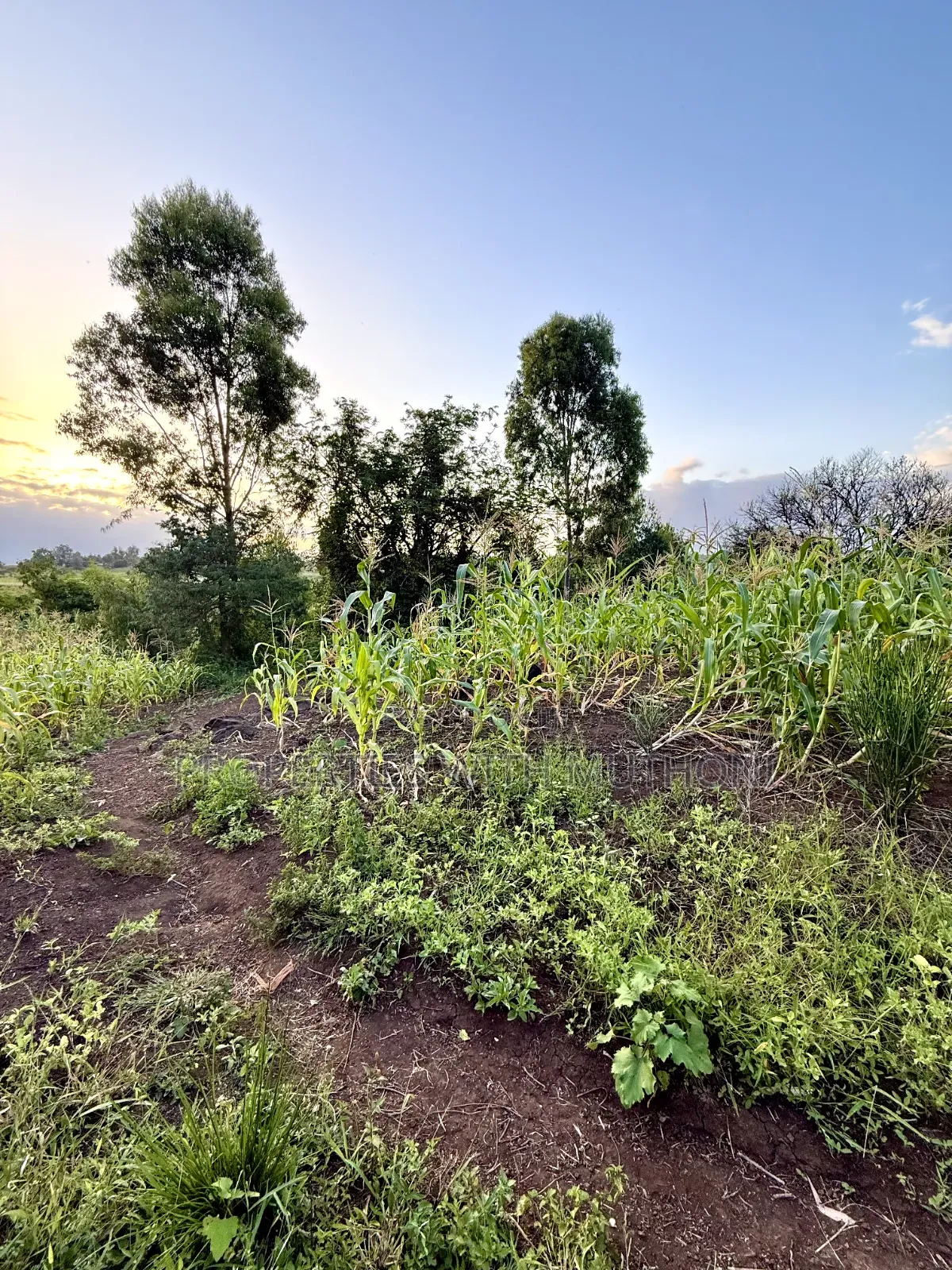 1/4 Acre Plots for Sale in Kinyaga, Kirinyaga County. in Mutithi