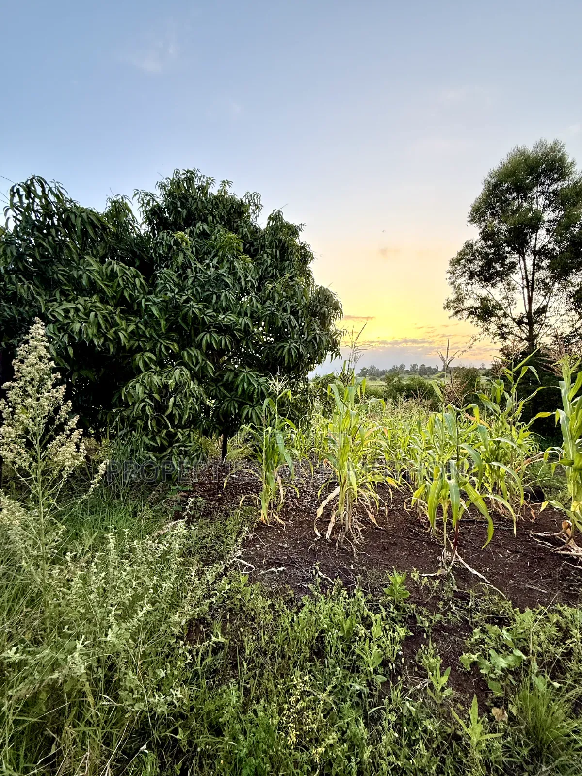 1/4 Acre Plots for Sale in Kinyaga, Kirinyaga County. in Mutithi