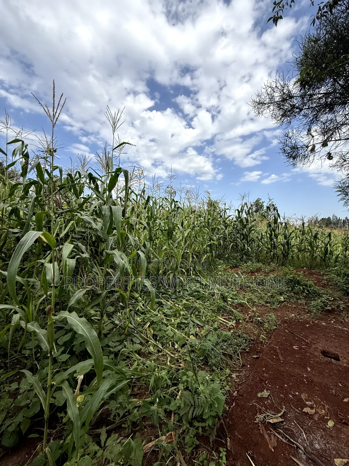 1/8 Acre Plot for Sale in Gatuto Town, Kutus. in Thiba