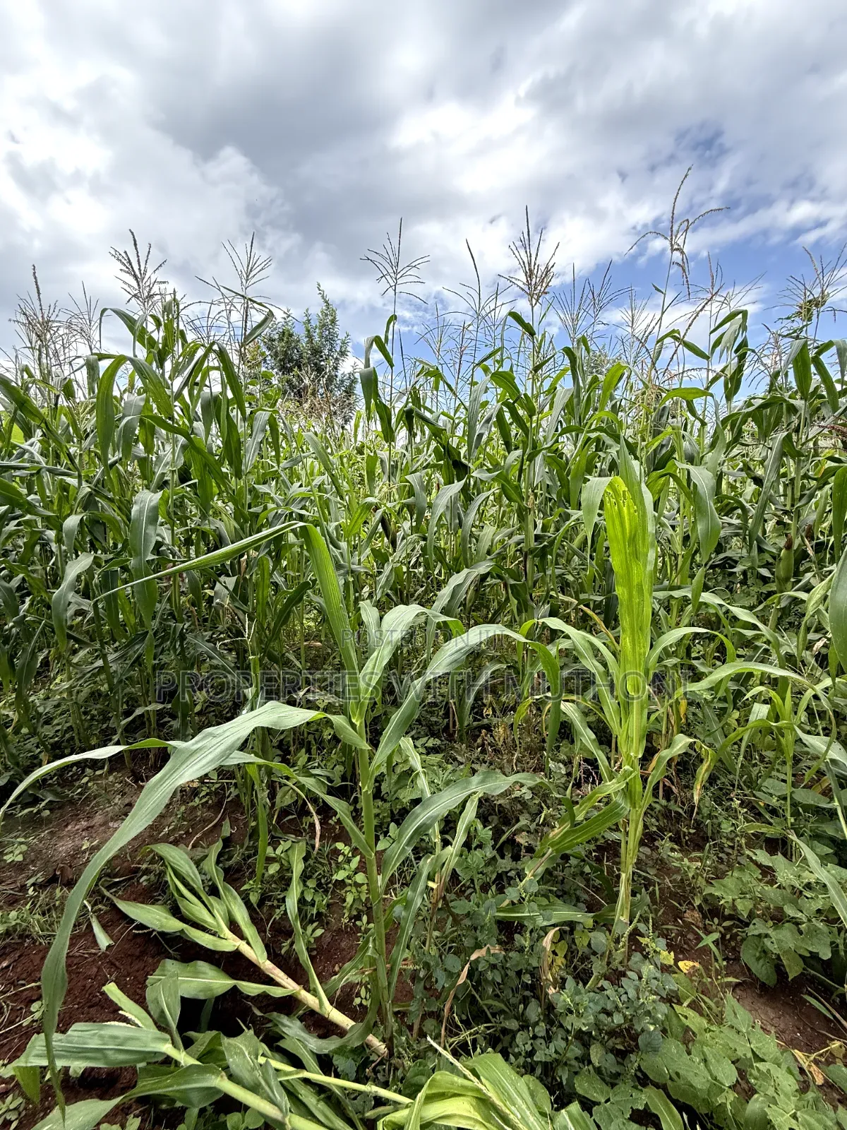 1/8 Acre Plot for Sale in Gatuto Town, Kutus. in Thiba