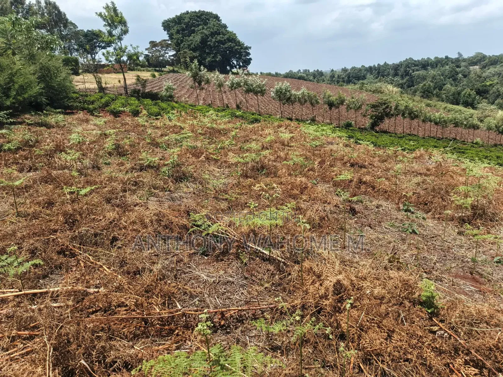 Redhill 1/2acre Residential Plot 400 Metres From Kabuku Tarmac Rd in Ngecha
