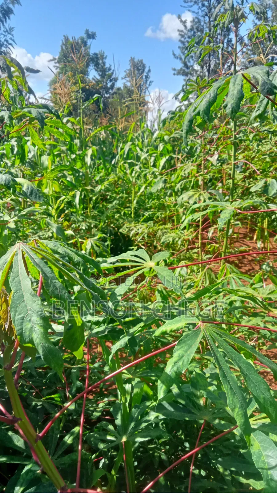 4 Acre Land in Loc20 Mirira in Mbiri