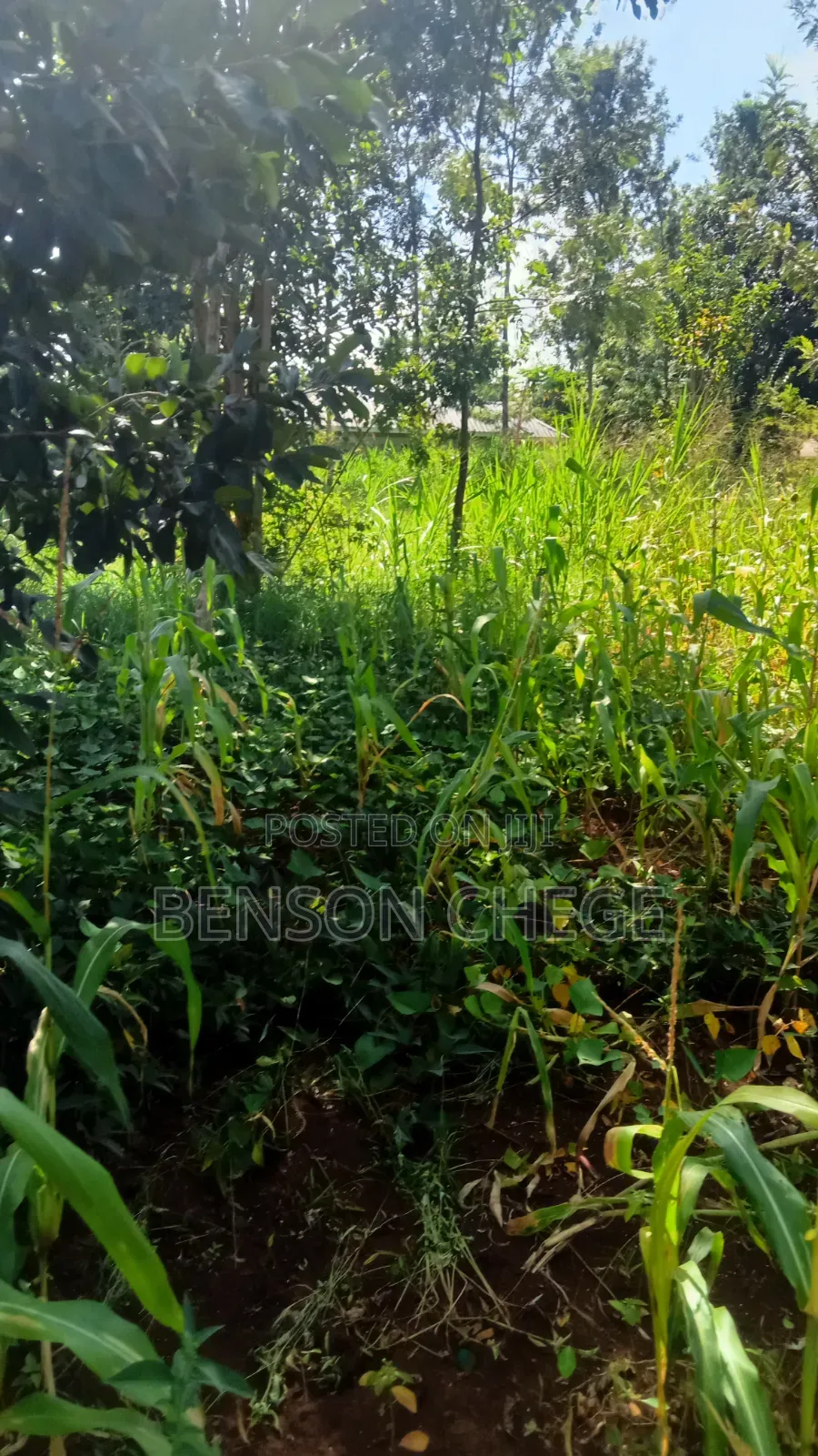 4 Acre Land in Loc20 Mirira in Mbiri