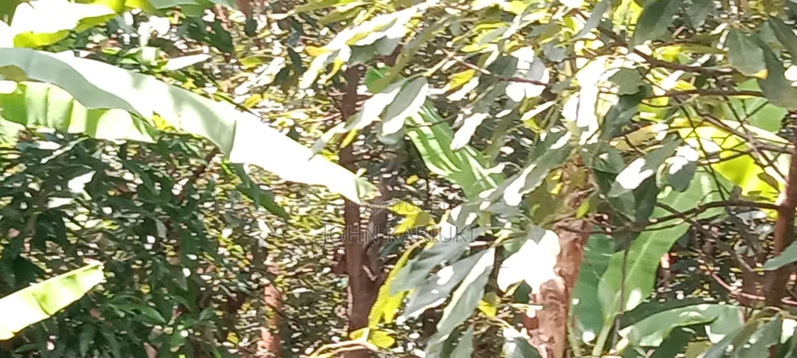 One Acre Land in Muranga Maragua With Mature Hass Ovacados Trees. in Mugumo-Ini