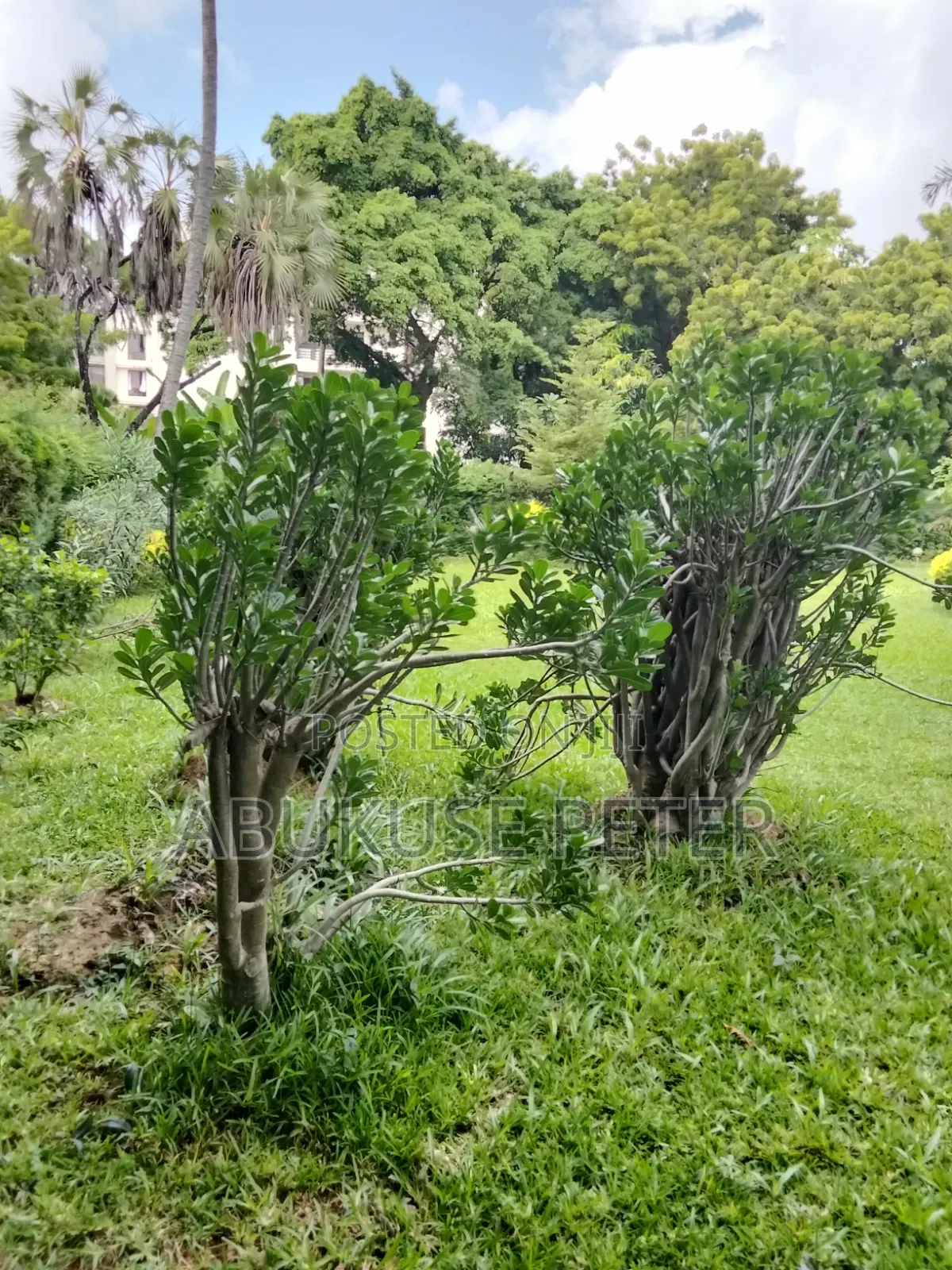 3bdrm Bungalow in Nyali for sale in Nyali Mkomani