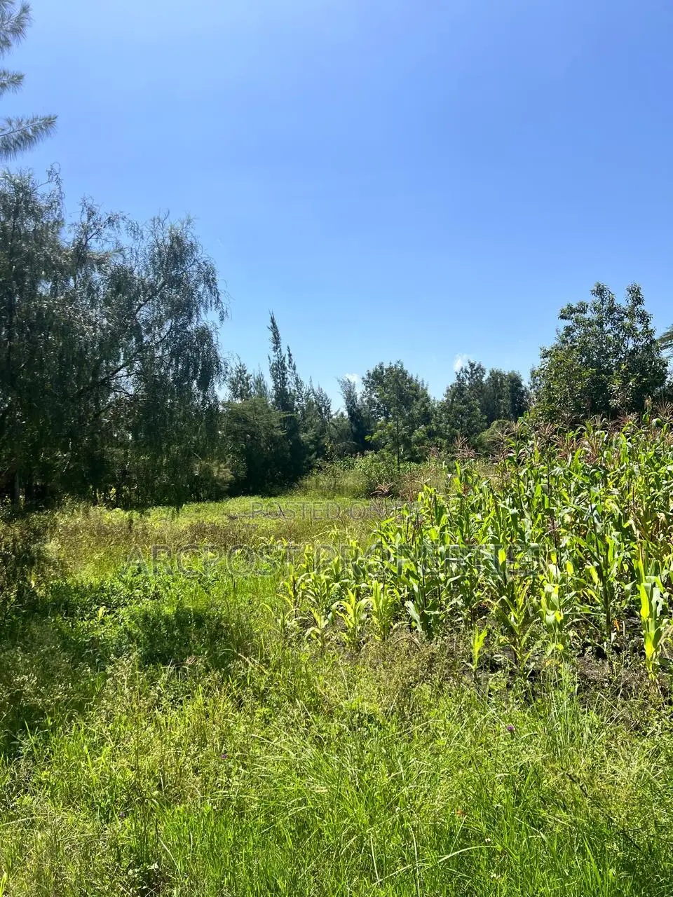 Prime 50x100 Plots for Sale in Kandisi Near Rimpa Kandisi Road in Kandisi