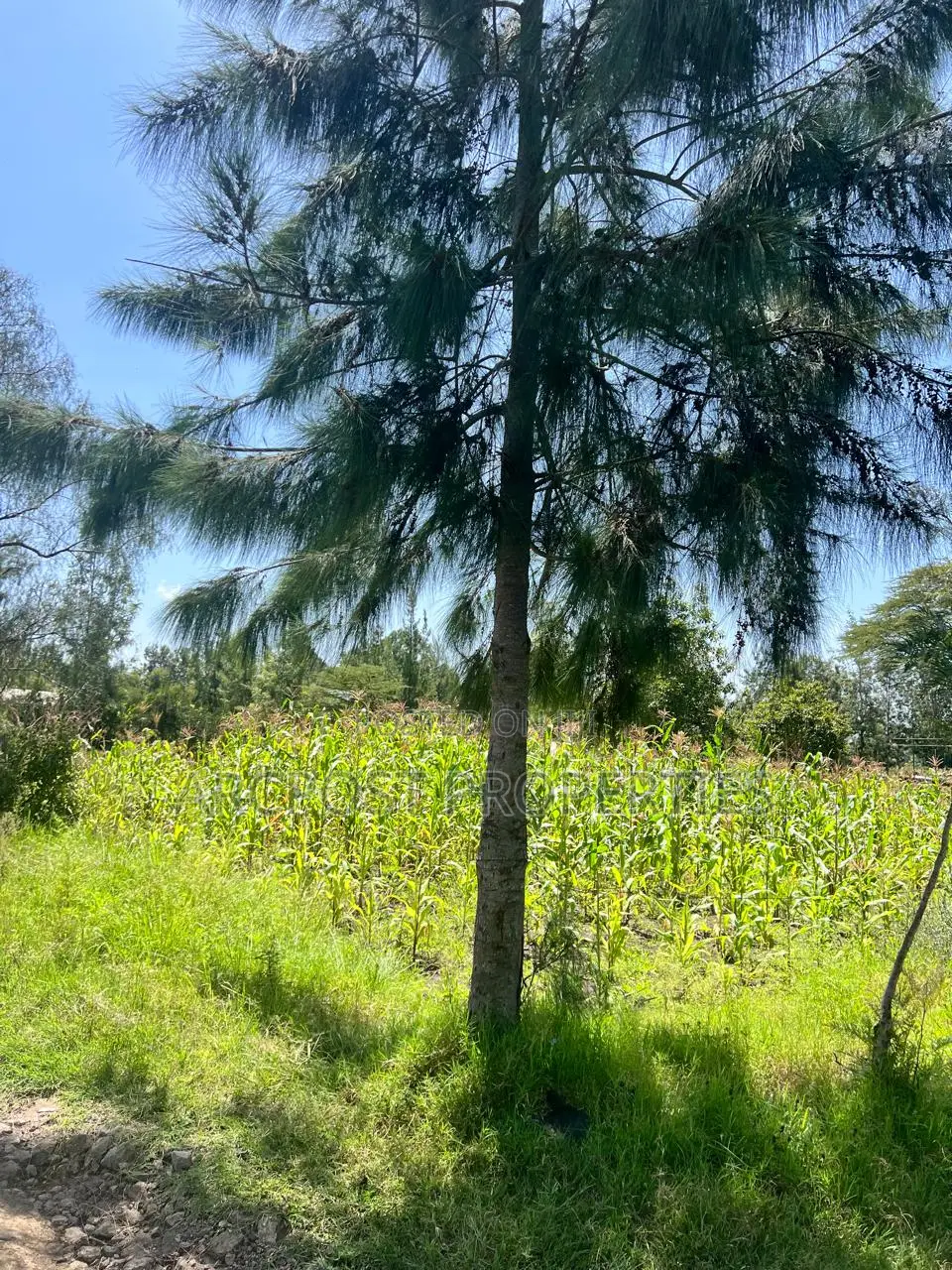 Prime 50x100 Plots for Sale in Kandisi Near Rimpa Kandisi Road in Kandisi