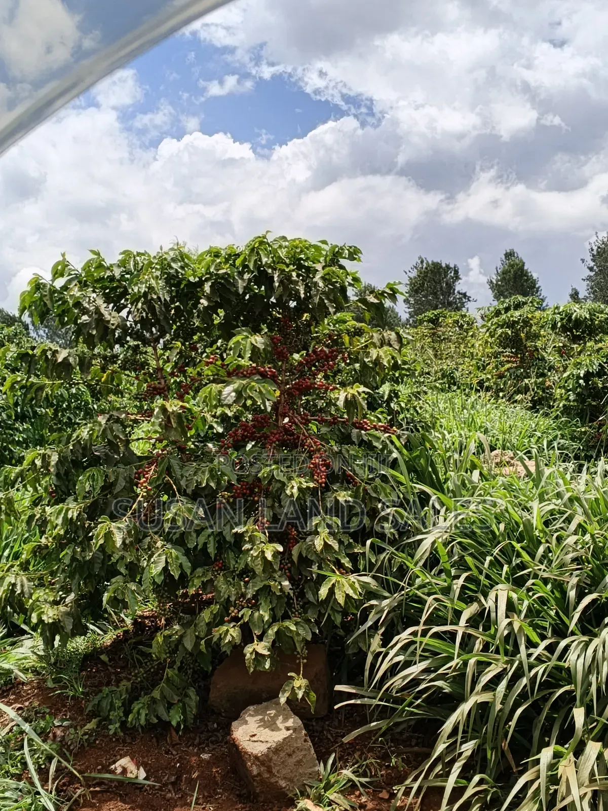 Coffee Firm Kiambu County 8.5m Per Acre Near Delmonte in Ngoliba