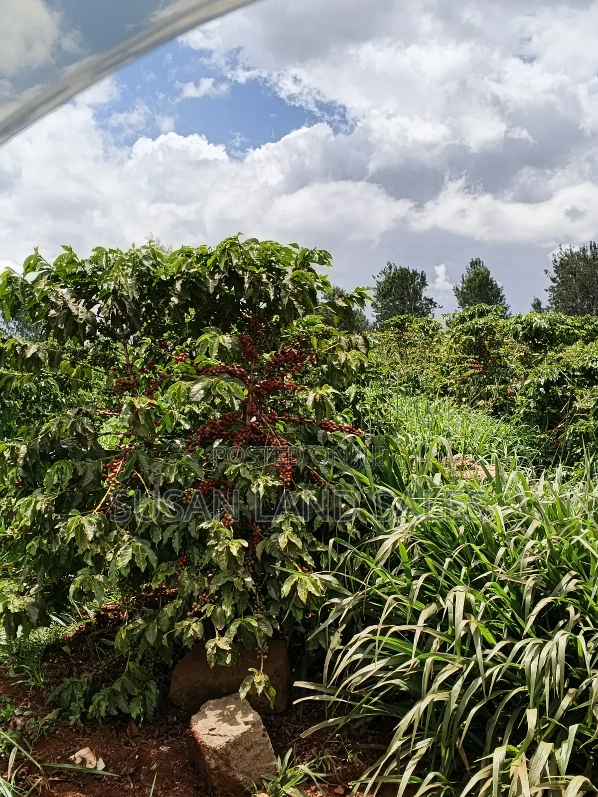 Coffee Firm Kiambu County 8.5m Per Acre Near Delmonte in Ngoliba