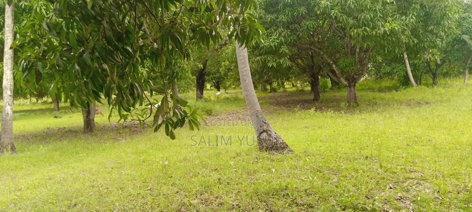 Land on Sale Ng'ombeni 4 Acres 1,9m Per Acre in Waa