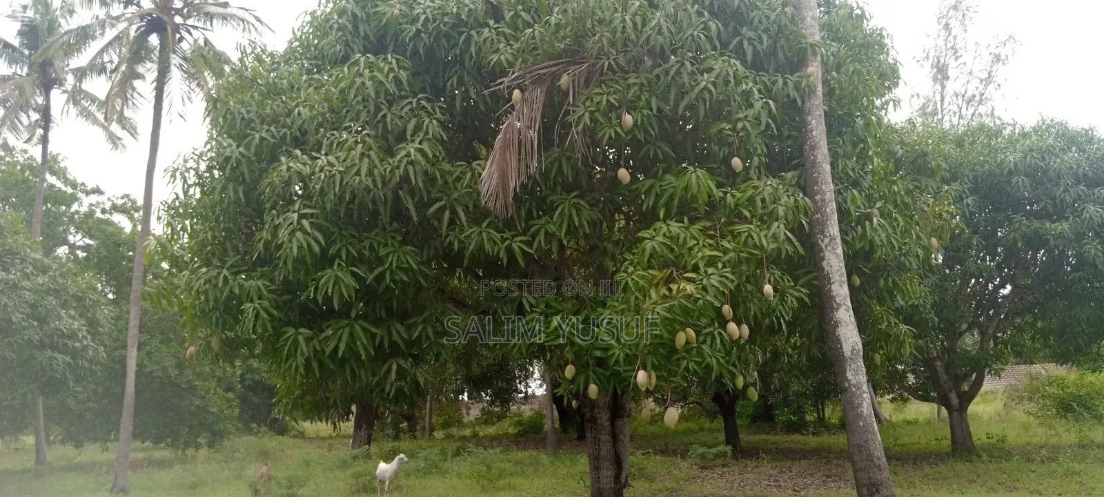 Land on Sale Ng'ombeni 4 Acres 1,9m Per Acre in Waa