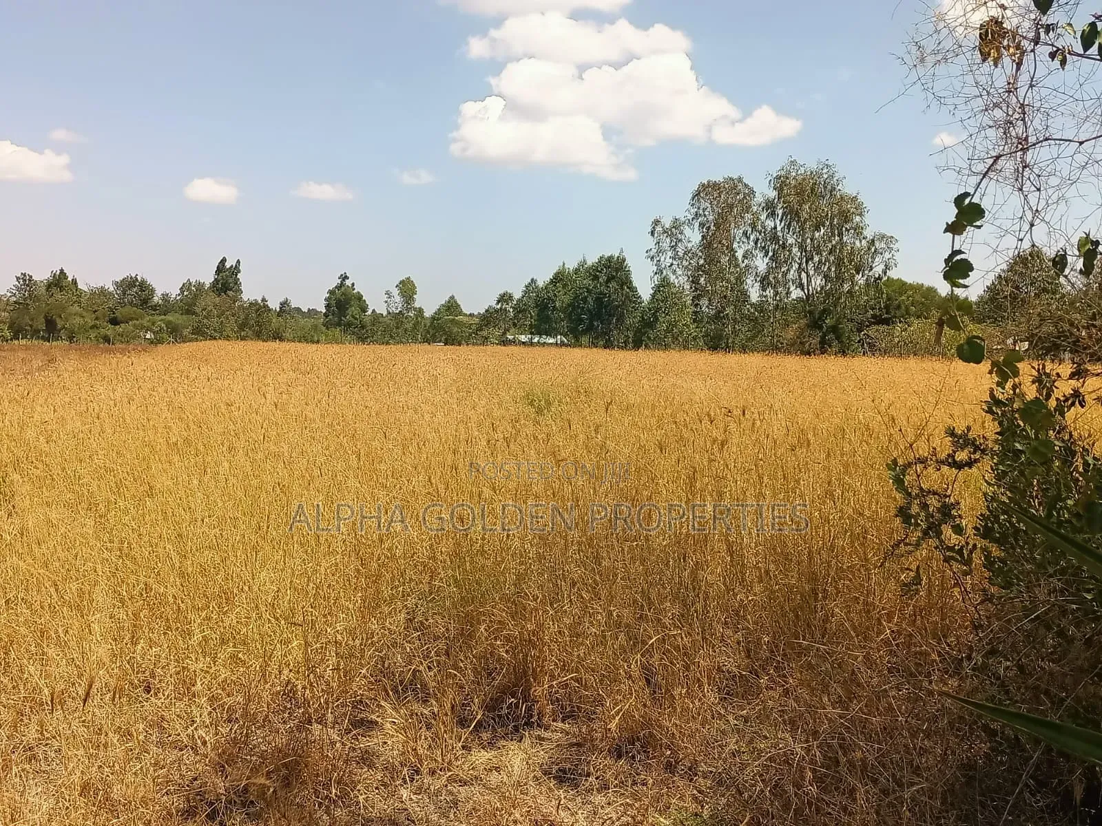 3.5 Acres on Sale Nanyuki [ Mirera ] in Gakawa