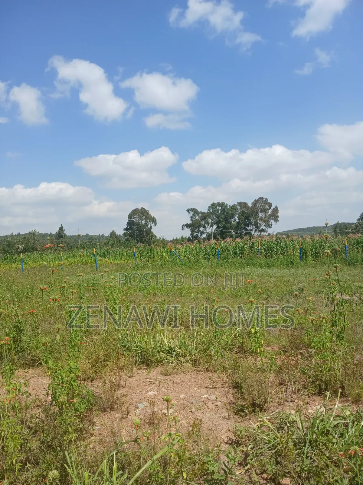Kikuyu,Kamangu Mm in Ndeiya