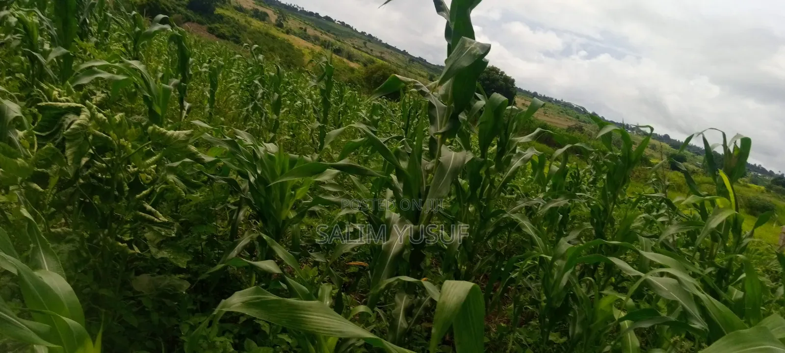 Land on Sale Kwale Count Kundutsi 6,5acre 750 Per Acre in Tsimba Golini