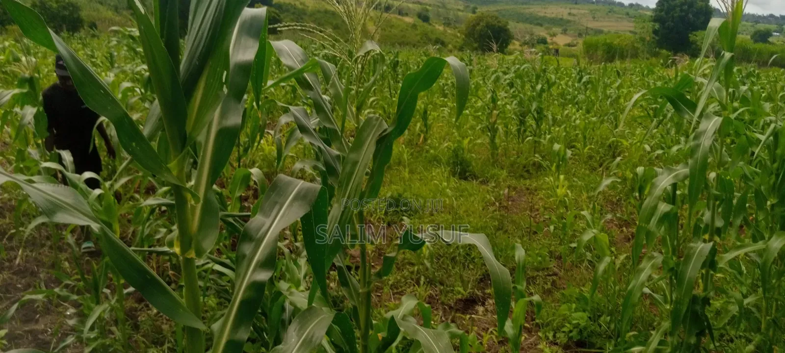 Land on Sale Kwale Count Kundutsi 6,5acre 750 Per Acre in Tsimba Golini