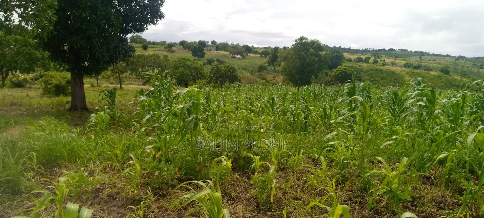 Land on Sale Kwale Count Kundutsi 6,5acre 750 Per Acre in Tsimba Golini