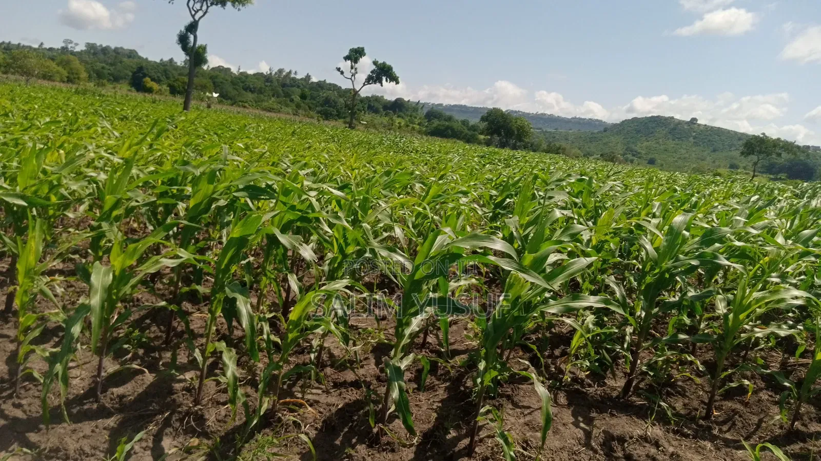 Land Ok Sale 28aces Kwale Kundutsi 1m Per Acre in Tsimba Golini