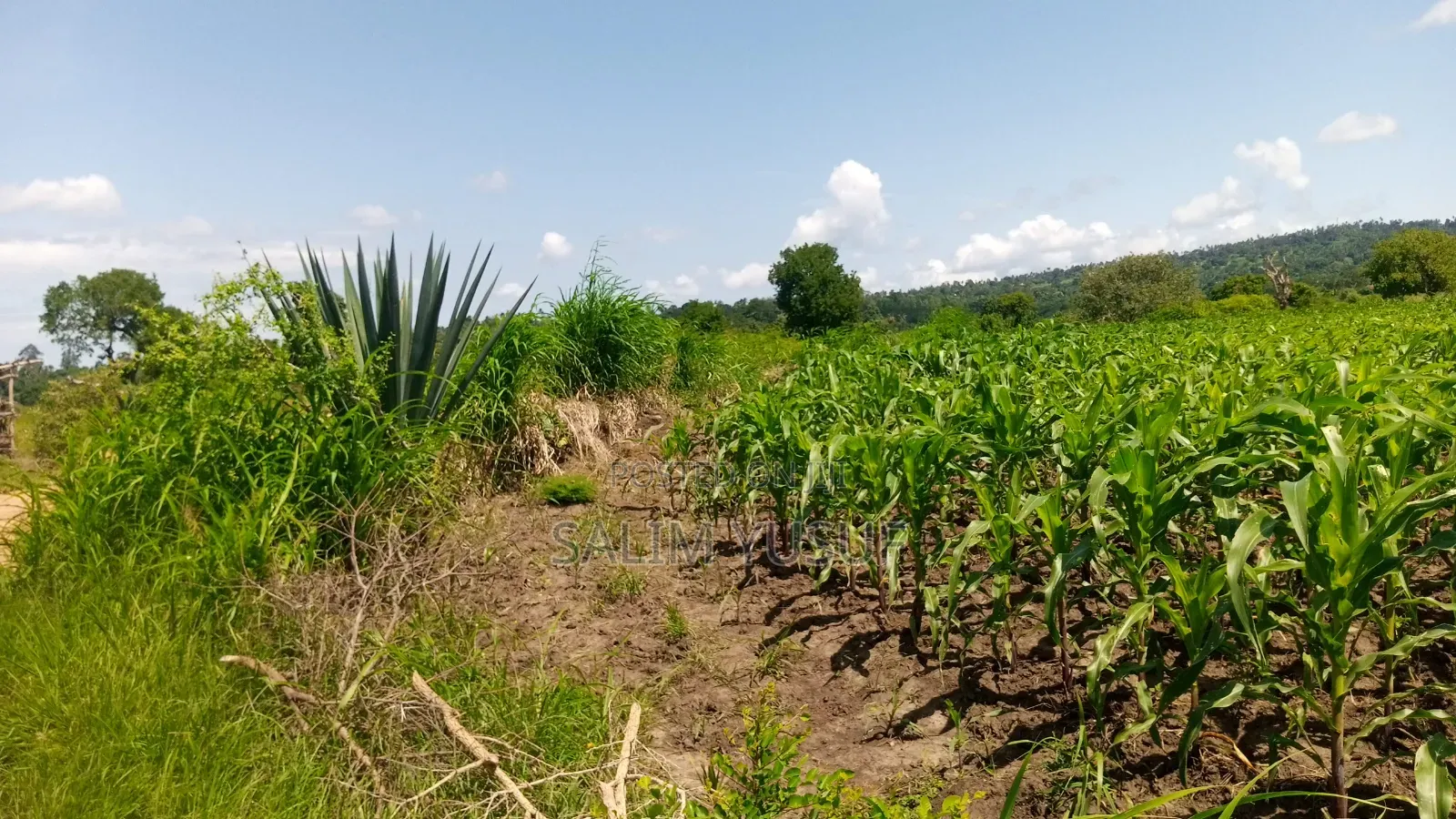 Land Ok Sale 28aces Kwale Kundutsi 1m Per Acre in Tsimba Golini