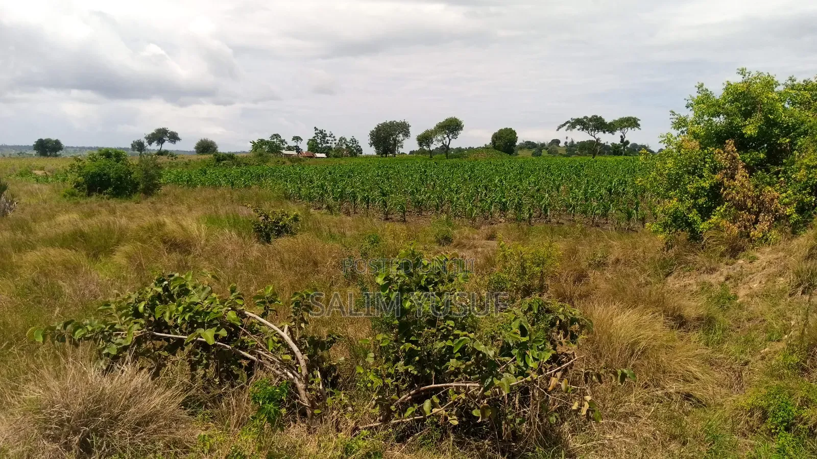 Land Ok Sale 28aces Kwale Kundutsi 1m Per Acre in Tsimba Golini
