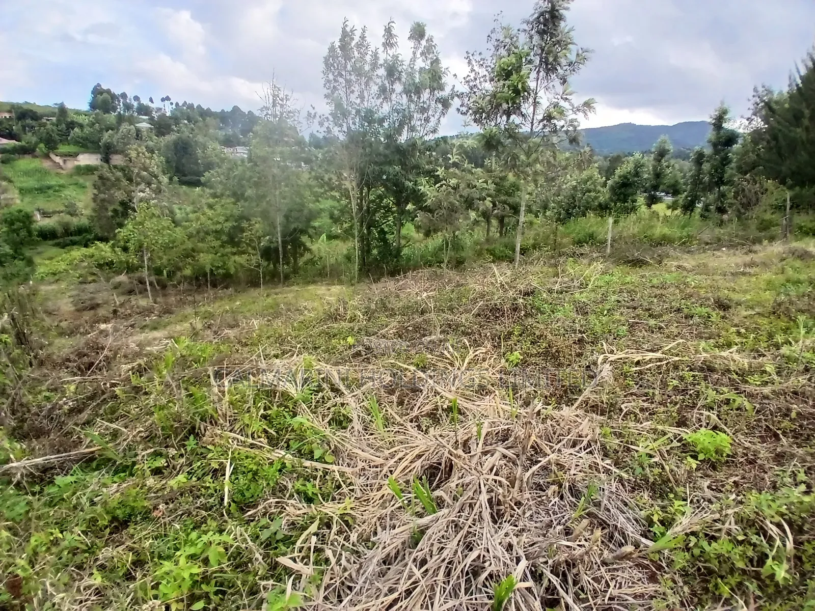 Prime Quarter Acre Plot in Upper Matasia 1.2kms Off Tarmac in Matasia